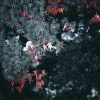 モノクロ背景に浮かぶ赤く着色した紅葉したもみじの葉の写真