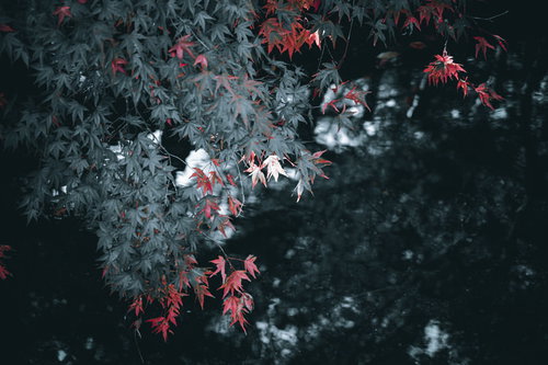 モノクロ背景に浮かぶ赤く着色した紅葉したもみじの葉