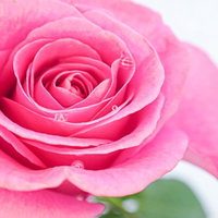 水滴が付着したピンク色の薔薇をクローズアップ撮影の写真