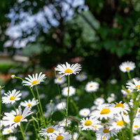 野生の白い花が咲く春の風景の写真