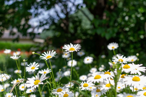 野生の白い花が咲く春の風景