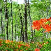 新緑の白樺平に咲くレンゲツツジ、落葉低木の鮮やかなオレンジ色の花の写真