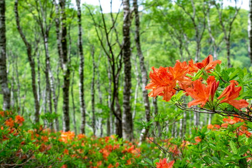 新緑の白樺平に咲くレンゲツツジ、落葉低木の鮮やかなオレンジ色の花