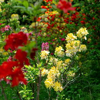 日を浴びて咲く赤と黄色のアザレア（西洋ツツジ）の写真