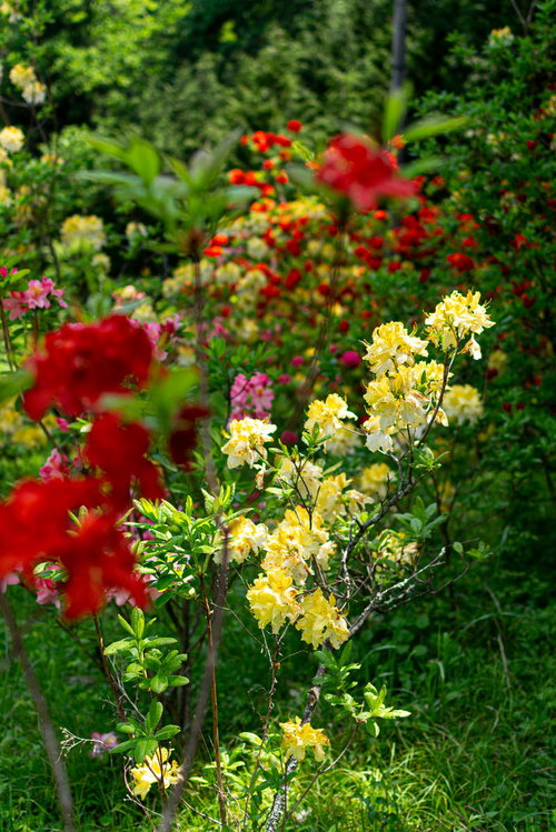 日を浴びて咲く赤と黄色のアザレア（西洋ツツジ）