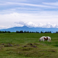 美ヶ原高原で放牧される白い馬と雄大な山々の写真
