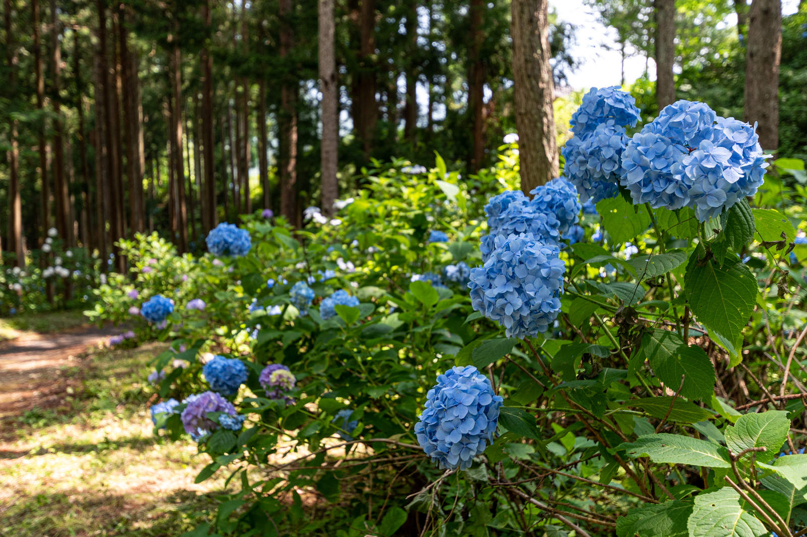森の中の遊歩道沿いに咲く青い紫陽花の花