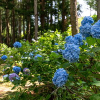 アジサイ公園の道端に咲く青い紫陽花と緑の景観の写真