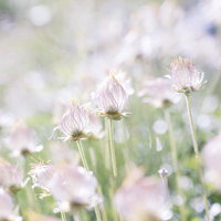 木曽駒ヶ岳で咲く宝石のように輝く蕾のチングルマの写真