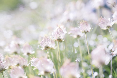 木曽駒ヶ岳で咲く宝石のように輝く蕾のチングルマ
