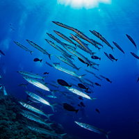 海中を泳ぐオオメカマスの群れの写真