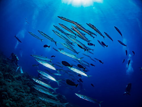 海中を泳ぐオオメカマスの群れ
