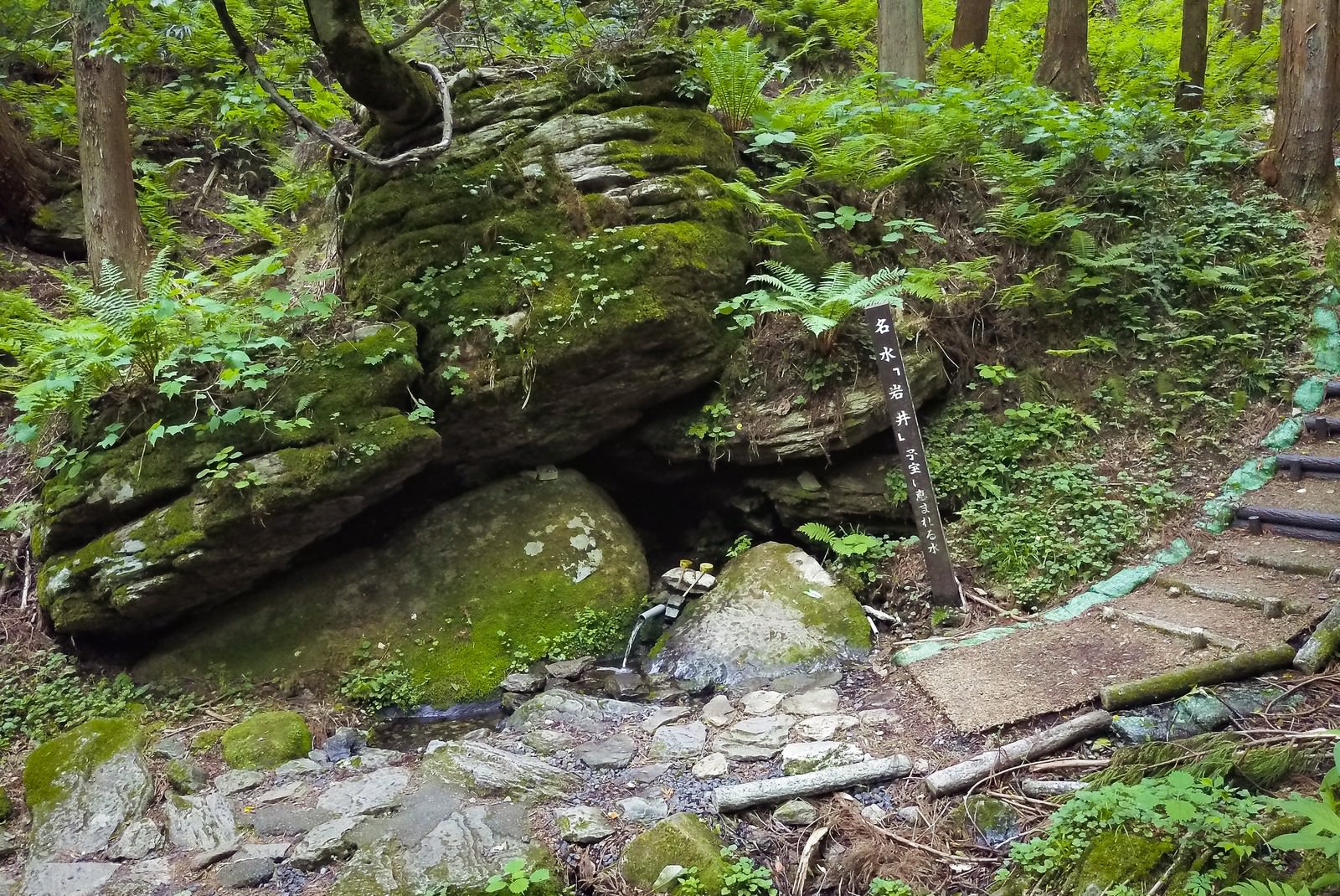 森林内で苔むした岩盤から流れ出る透明な清流。周囲はシダや低灌木に囲まれている