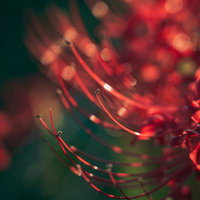 赤い彼岸花のめしべと花弁の詳細な接写マクロ撮影の写真