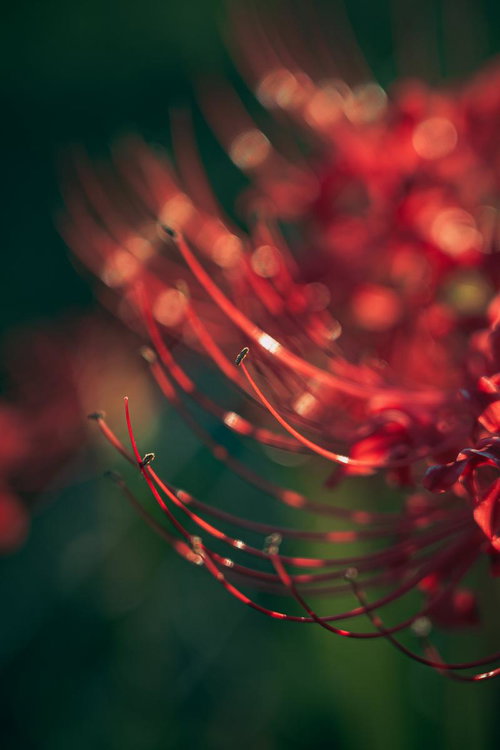 赤い彼岸花のめしべと花弁の詳細な接写マクロ撮影