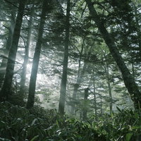 焼岳の針葉樹林に差し込む光芒、登山道沿いで撮影された神秘的な光景の写真