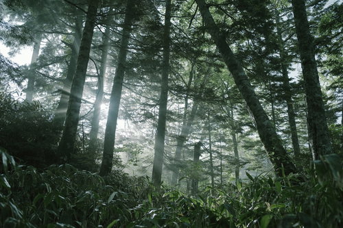 焼岳の針葉樹林に差し込む光芒、登山道沿いで撮影された神秘的な光景