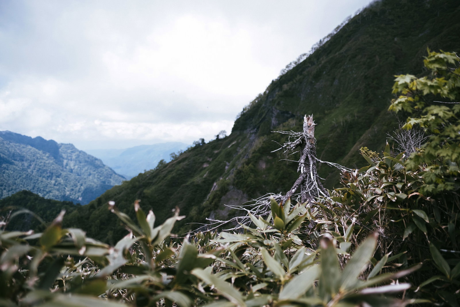 高妻山の笹原に立つ枯れ木