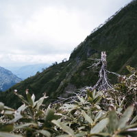 笹原に囲まれた枯れ木が立つ高妻山斜面の写真