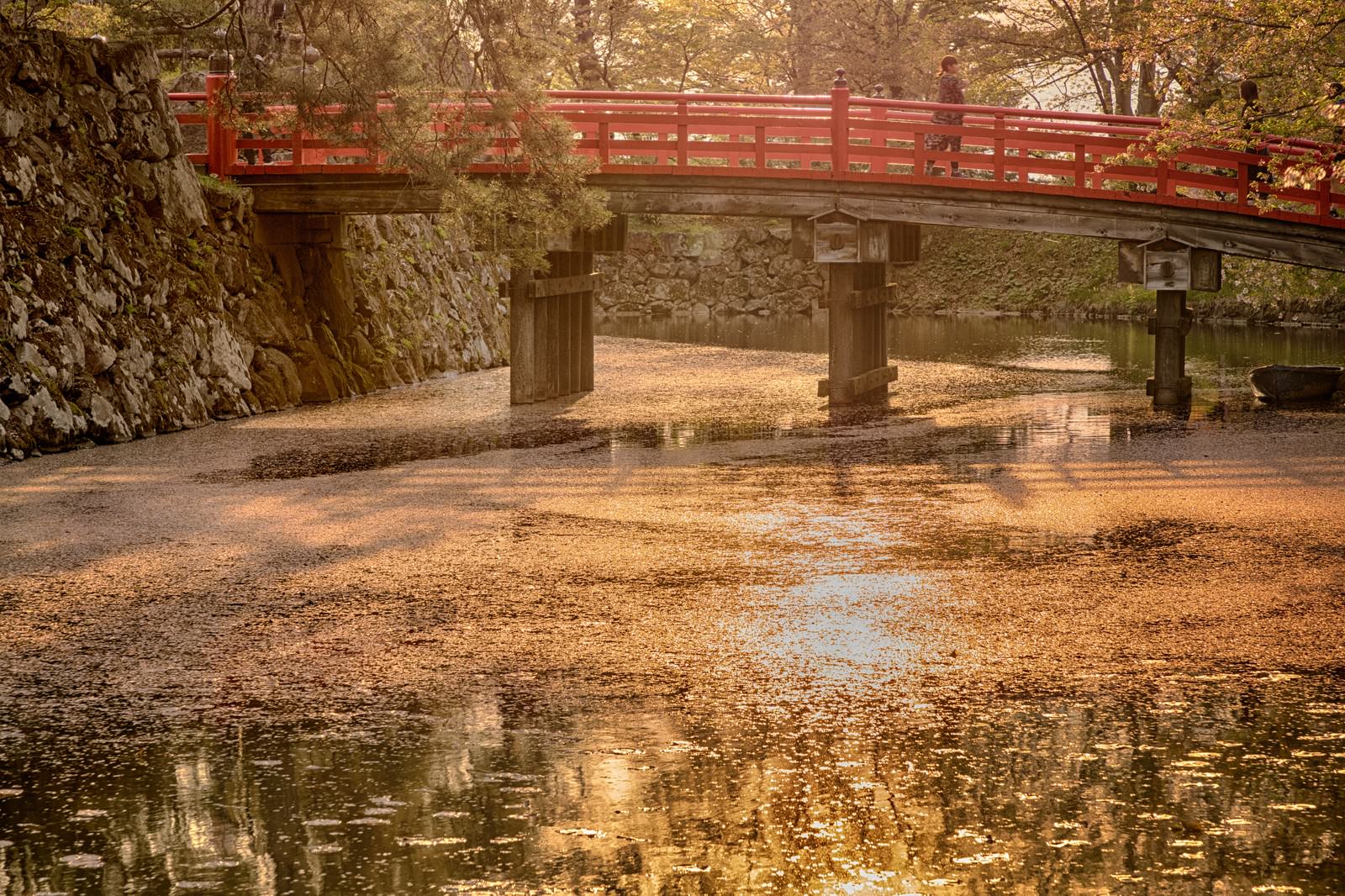 夕暮れの弘前公園で桜が咲くお堀と赤い橋が水面に映る風景