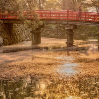 弘前公園のお堀に映る桜と赤い橋の夕暮れ時の風景の写真