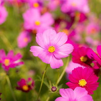 開花を始めたピンク色のコスモス、秋桜の群生する花壇の写真