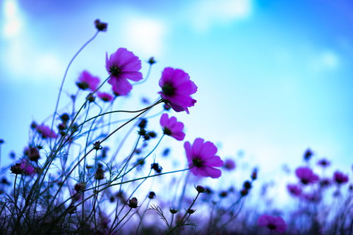 風に揺れる紫色のコスモス