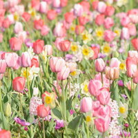 パステルカラーのチューリップが咲く春の花壇の写真