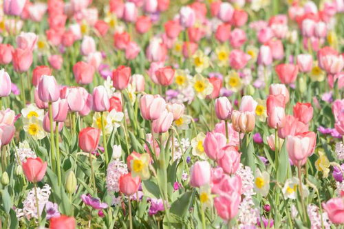 パステルカラーのチューリップが咲く春の花壇
