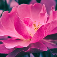 開花するピンク色の妖麗な花のクローズアップの写真