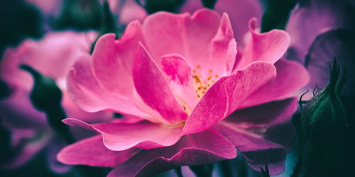 開花するピンク色の妖麗な花のクローズアップ