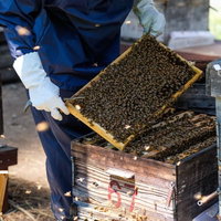 ミツバチの巣箱の中をチェックする養蜂作業の写真