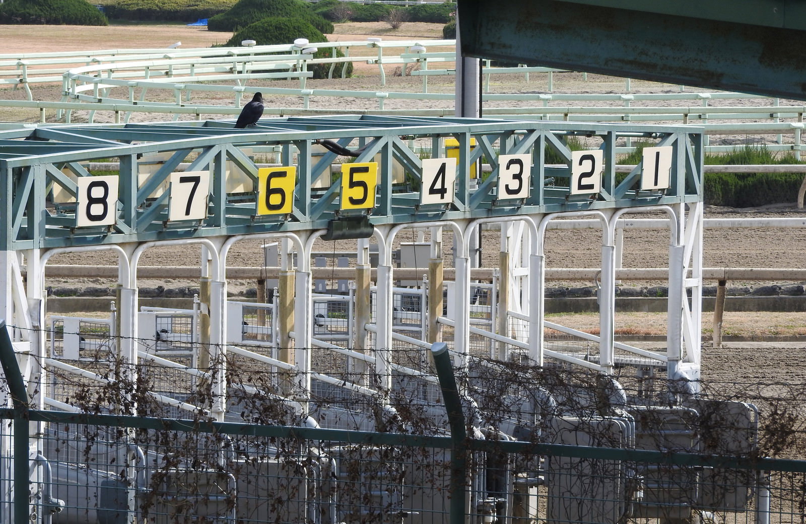 競馬場の白いスターティングゲートの上に止まる数羽のカラス