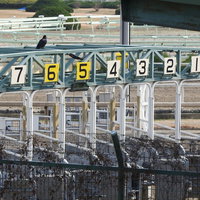 競馬場のスターティングゲートに止まるカラスの写真