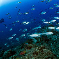 海中の岩礁を泳ぐ魚の大群の写真