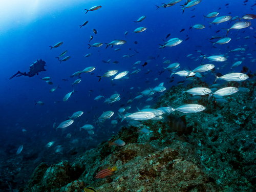 海中の岩礁を泳ぐ魚の大群