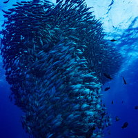 海中を大群で泳ぐギンガメアジの魚群 水中撮影の写真