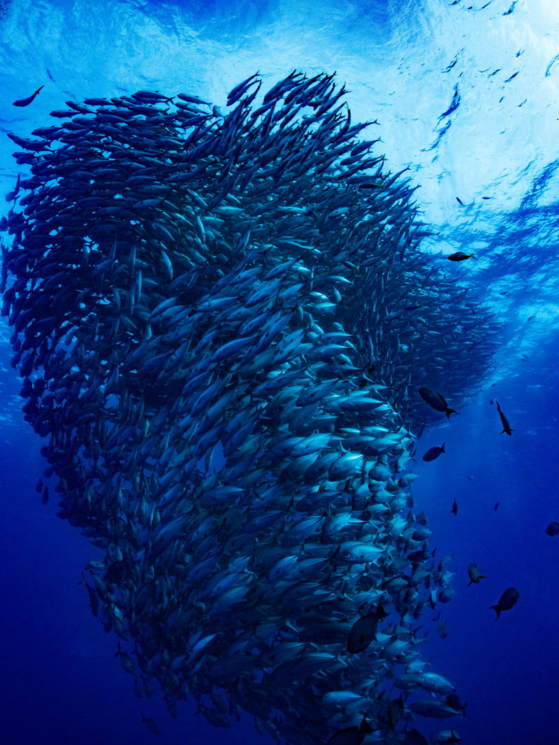 青い海中を大群で泳ぐギンガメアジの魚群