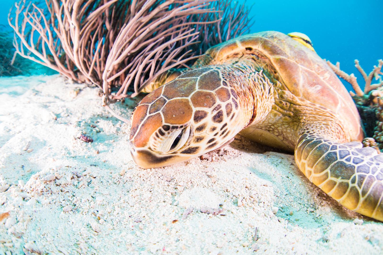 海中の砂地に休むウミガメと珊瑚