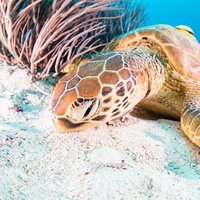 海中で砂地に休むウミガメと珊瑚、スキューバーダイビングの写真