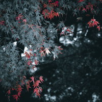 顔を出した紅葉したもみじの葉と秋の自然風景の写真