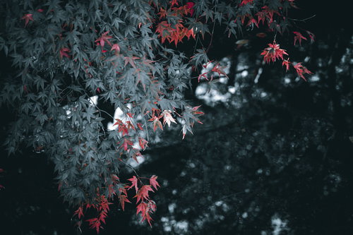 顔を出した紅葉したもみじの葉と秋の自然風景