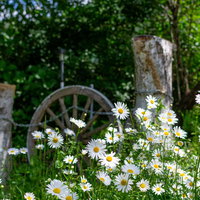 木陰から顔を出す白い野花の春から初夏の情景の写真