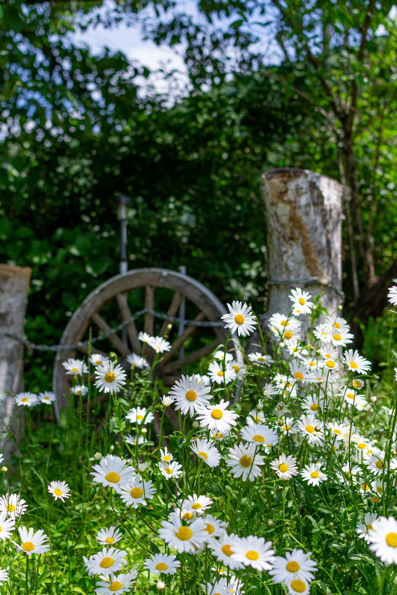木陰の緑の中で咲く小さな白い花と背景の木々