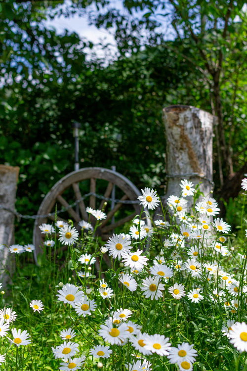 木陰から顔を出す白い野花の春から初夏の情景