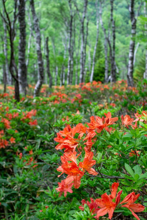 白樺平のレンゲツツジ群生地