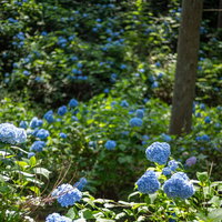 梅雨の季節に傾斜一面に咲くアジサイ公園の紫陽花の写真