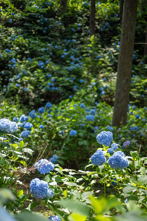 梅雨の季節に傾斜一面に咲くアジサイ公園の紫陽花