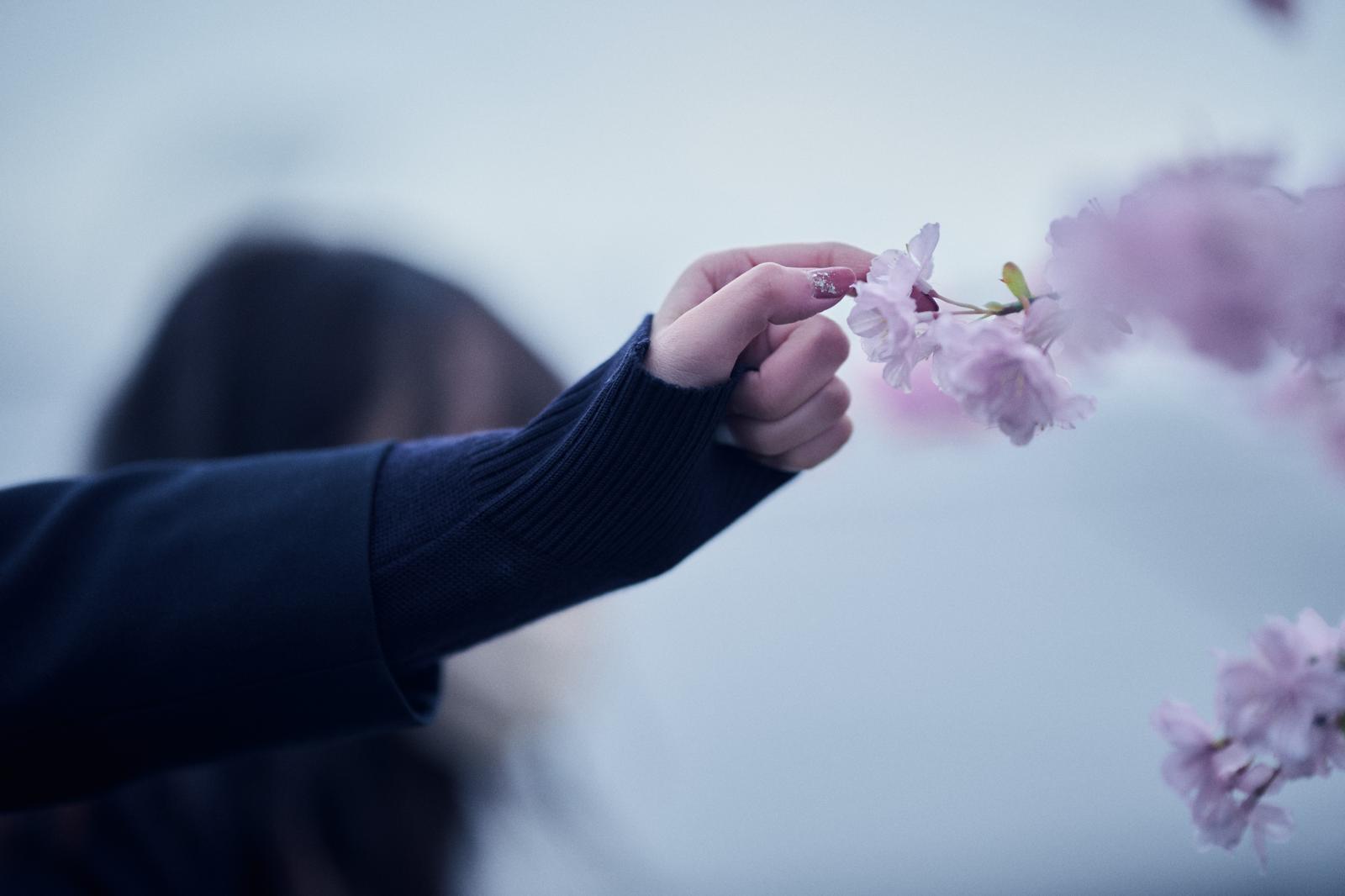 ピンク色の桜の花びらを手で触れている女性の写真