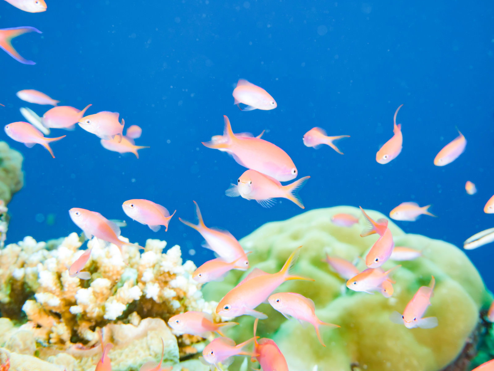 青い海中でピンク色のキンギョハナダイが群れを成して泳ぐ様子